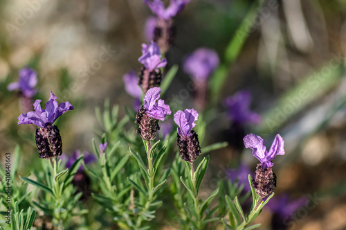 Lavender Macro Photography with Selective Focus and Blurred Background in the Sardinian Countryside