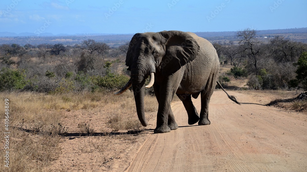 Obraz premium krugerpark