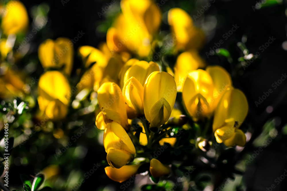 Wild Broom in Bloom Macro Photography Sardinia Wild Broom in Bloom Macro Photography Sardinia