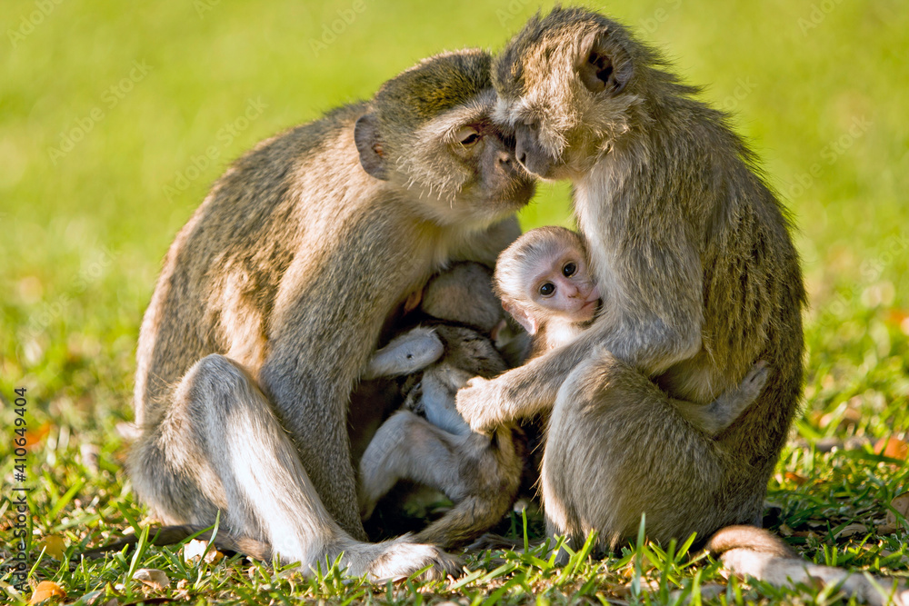 Affen Familie in Afrika