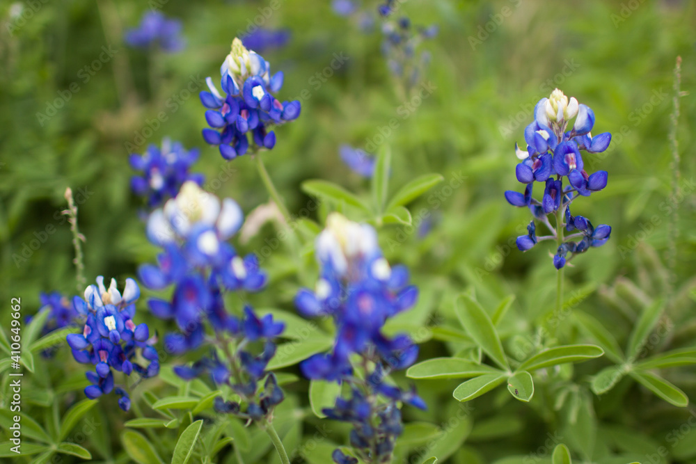 Bluebonnet flowers photographed in Houston, Texas, USA Bluebonnet flowers photographed in Houston, Texas, USA