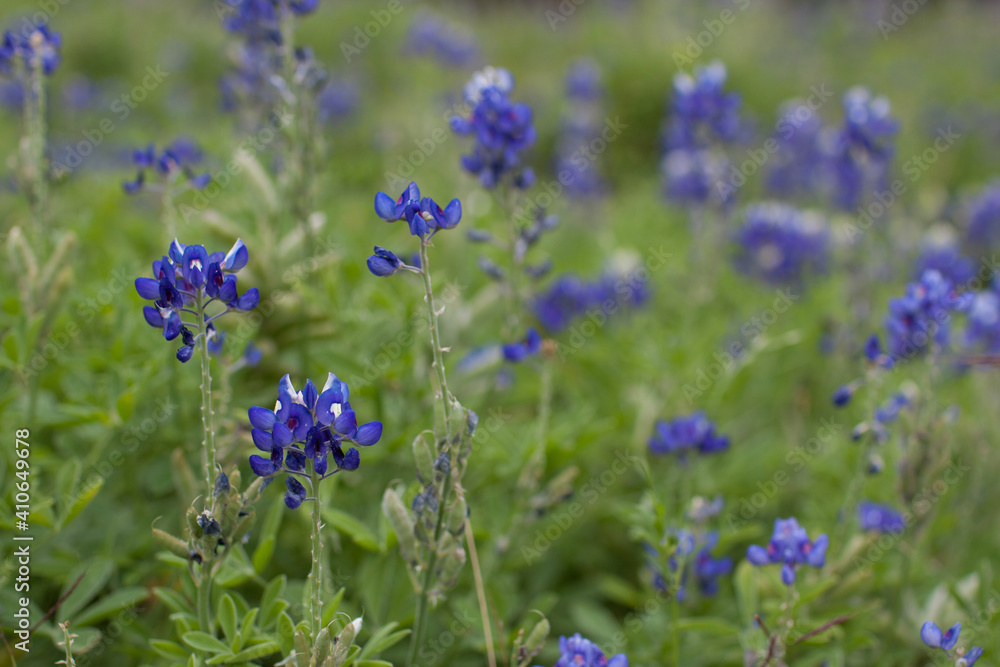 Obraz premium Bluebonnet flowers photographed in Houston, Texas, USA