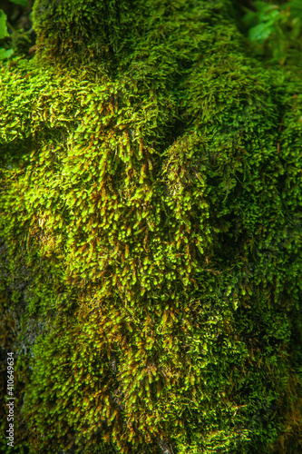Green wet moss texture, background. Free copy space for design. Vertical image.