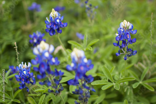 Bluebonnet flowers photographed in Houston  Texas  USA