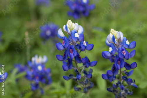 Bluebonnet flowers photographed in Houston, Texas, USA