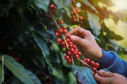 organic arabica coffee with farmer harvest in farm.harvesting Robusta and arabica  coffee berries by agriculturist hands,Worker Harvest arabica coffee berries on its branch, harvest concept.

