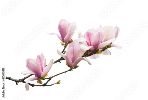 magnolia branch isolated on white background