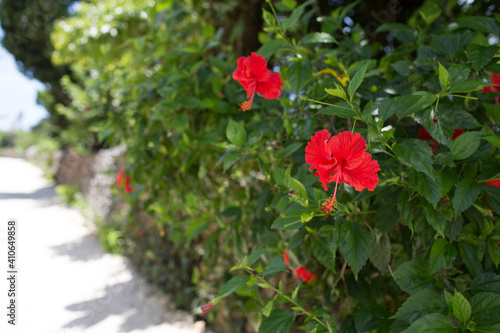 Hibiscus rosa-sinensis  also known as Chinese hibiscus  China rose   Hawaiian hibiscus  rose mallow and shoeblackplant. Photographed on Taketomi Island  Okinawa  Japan