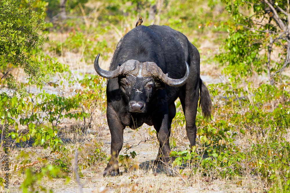 Kafernbüffel - Afrika Safari Kafernbüffel - Afrika Safari