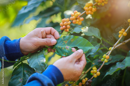 Bild auf Leinwand Plant disease of coffee leaf  in farm with Researcher