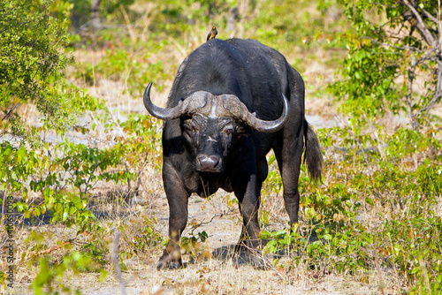 Kafernb  ffel - Afrika Safari