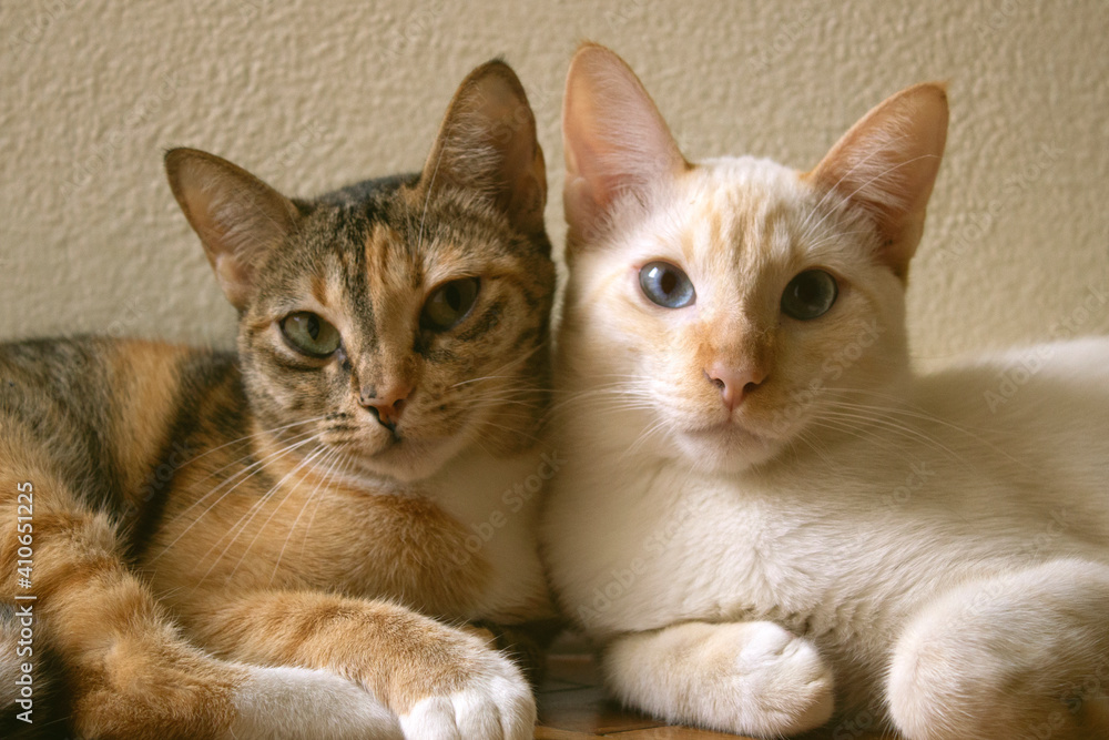 Two cute domestic short hair cats snuggle with one another. Two kittens leaning on each other together as friends.