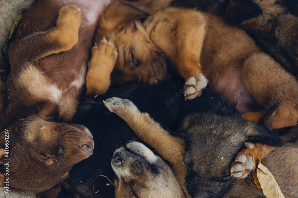 Obraz premium Puppy dogs sleeping on the street. Detail of sleeping dogs on street sidewalk.
