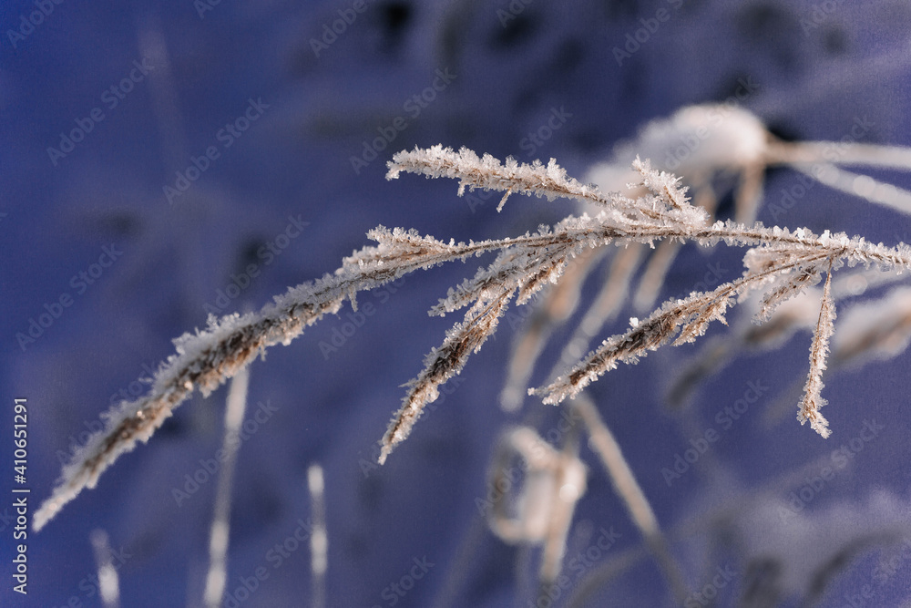 Frozen winter plants in the early morning