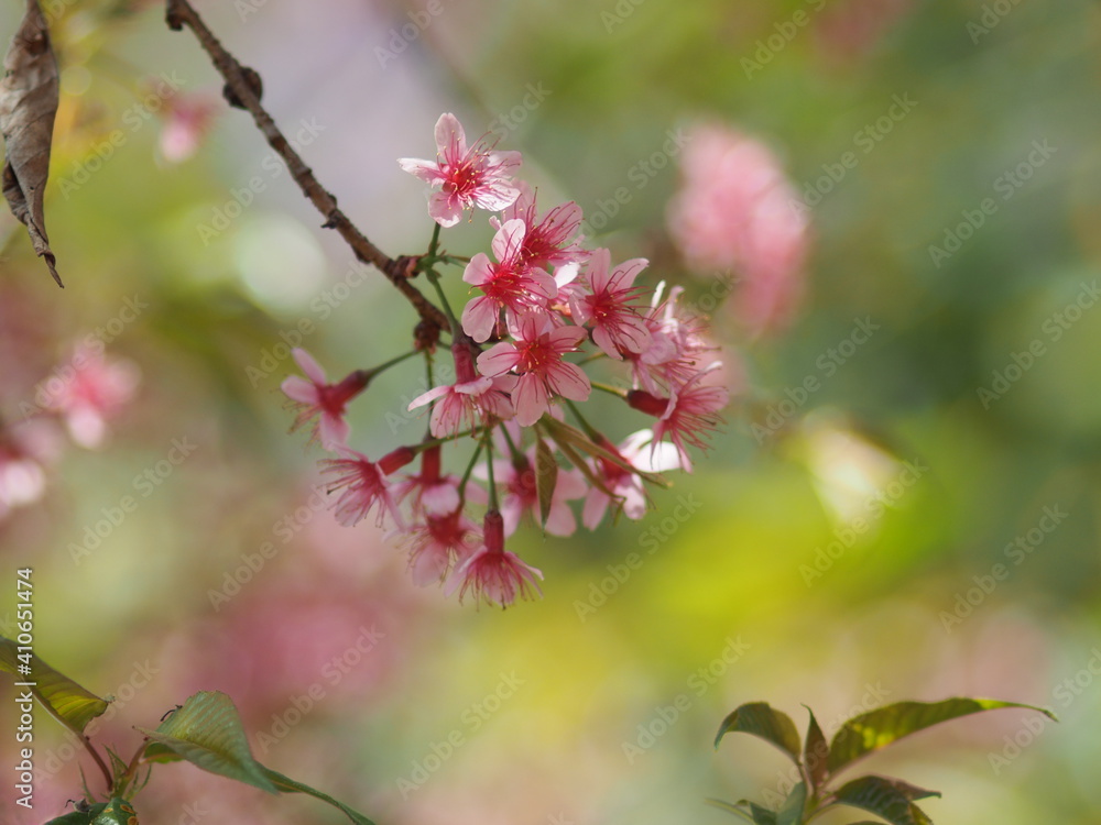 Thailand Sakura sweet blossom Phaya Sueklong flower Thailand Sakura sweet blossom Phaya Sueklong flower