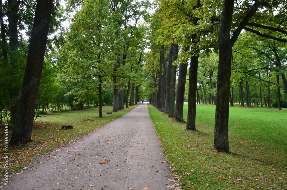 The road through the poplars in the park