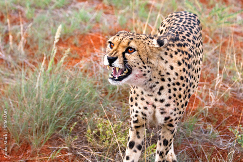 Gepard fauchend - Close Up photo