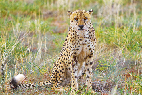 Gepard Afrika Safari