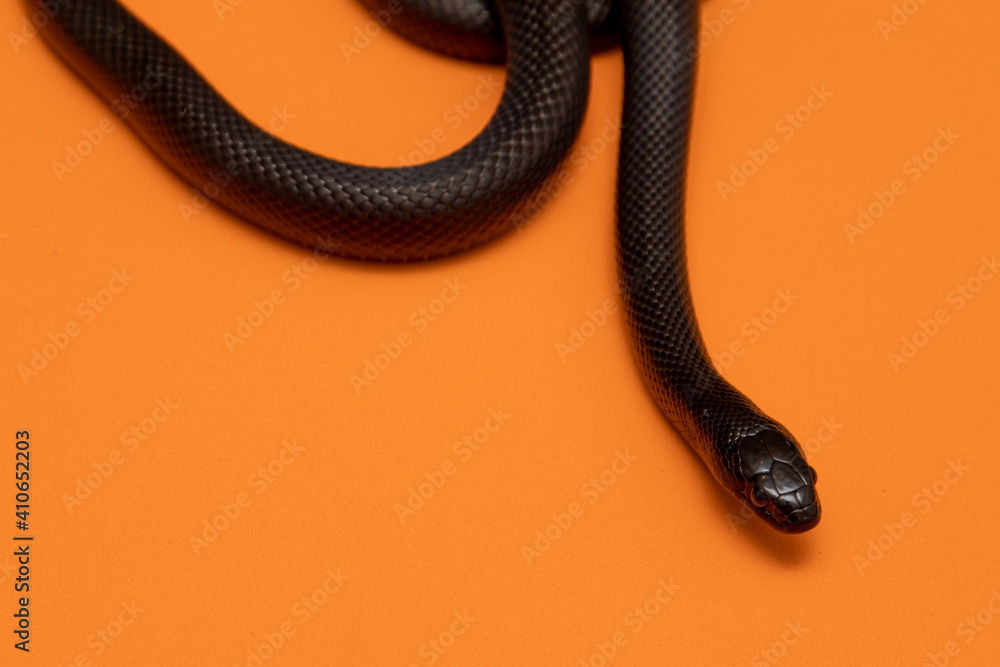 The Mexican black kingsnake (Lampropeltis getula nigrita) is part of