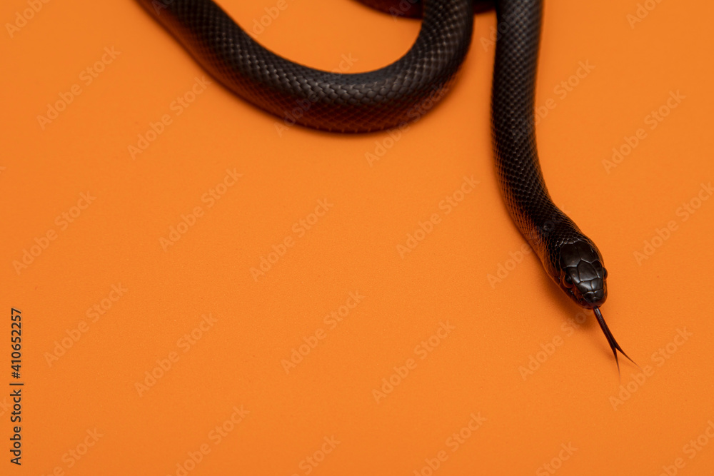 The Mexican black kingsnake (Lampropeltis getula nigrita) is part of