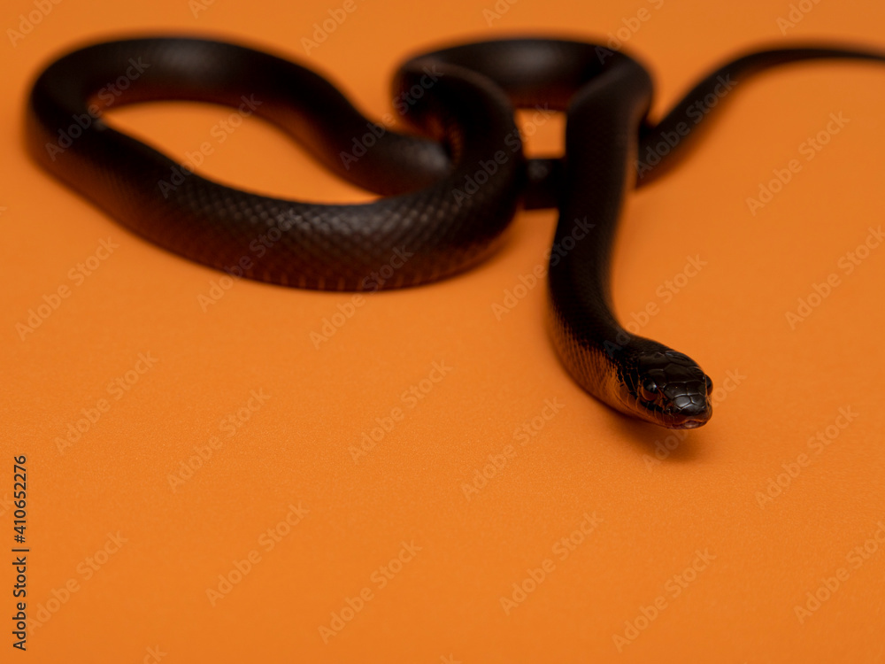 The Mexican black kingsnake (Lampropeltis getula nigrita) is part of