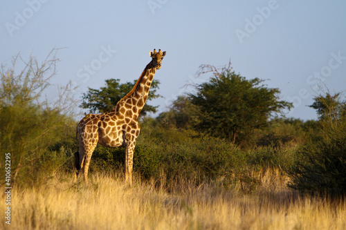 Giraffe in Savanne