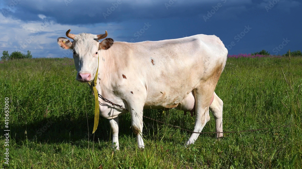 A white cow on a green lawn. Cows graze in a meadow on a sunny day.