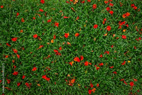 Fresh green grass flooring and Royal poinciana petals.