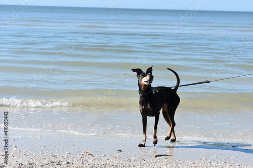 Fotografija Manchester Terrier on the Beach