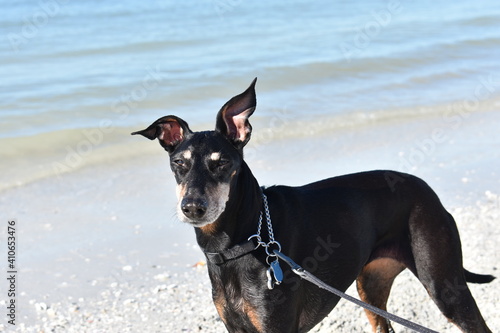 Fotografija Manchester Terrier at the Beach