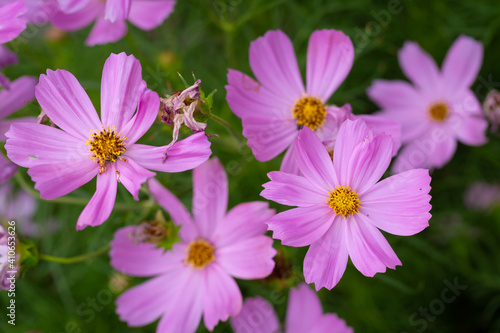 Cosmos bipinnatus  commonly called the garden cosmos or Mexican aster  is a medium-sized flowering herbaceous plant native to the Americas.
