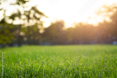 lawn background image. (Blur focus) Beautiful outdoor nature wallpaper It is a fresh green meadow in the back is a backlit tree line.