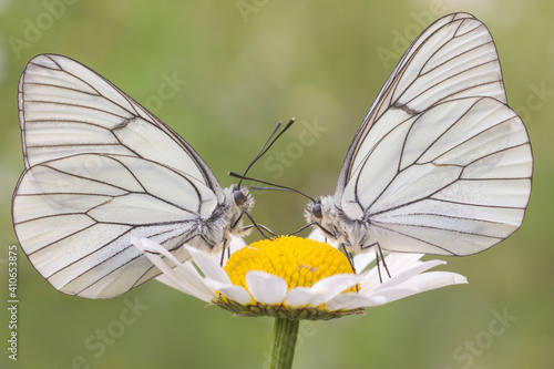 Aporia crataegi, coppia di farfalle su margherita 