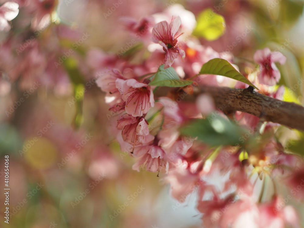 Thailand Sakura sweet blossom Phaya Sueklong flower Thailand Sakura sweet blossom Phaya Sueklong flower
