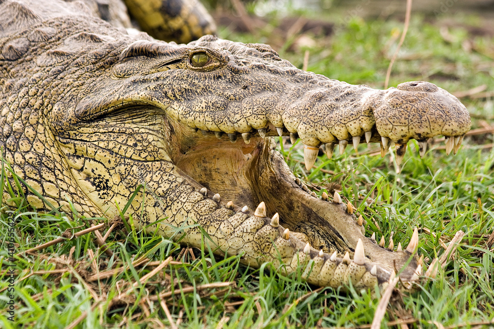 Fototapeta premium Krokodil Nahaufnahme Kopf