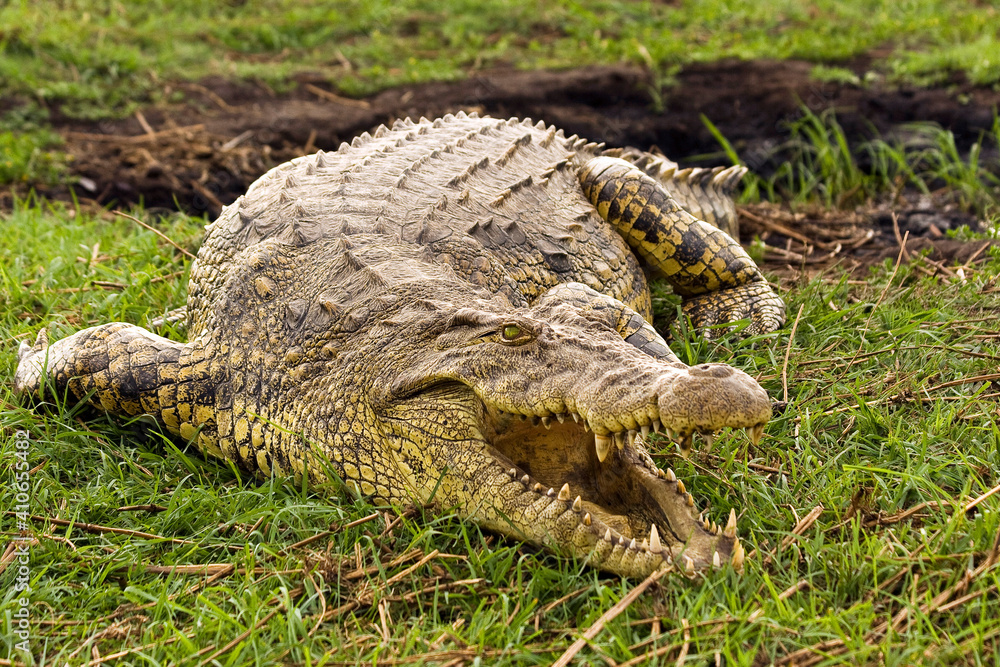Fototapeta premium Krokodil Afrika Safari
