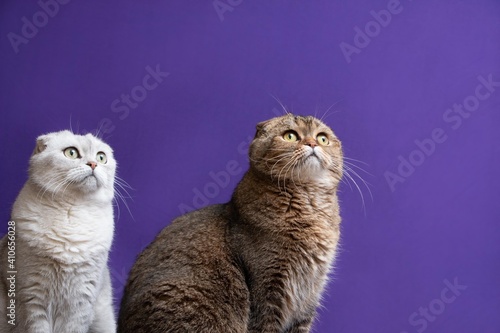 Portrait of Scottish Fold cats looking up