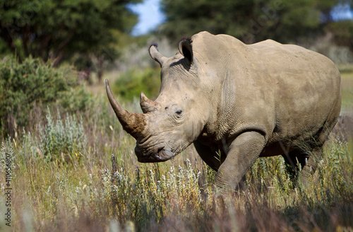 Nashorn im Wald photo