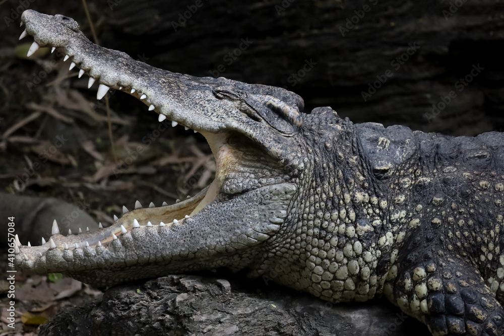 Fototapeta premium Close up crocodile is action show head in garden