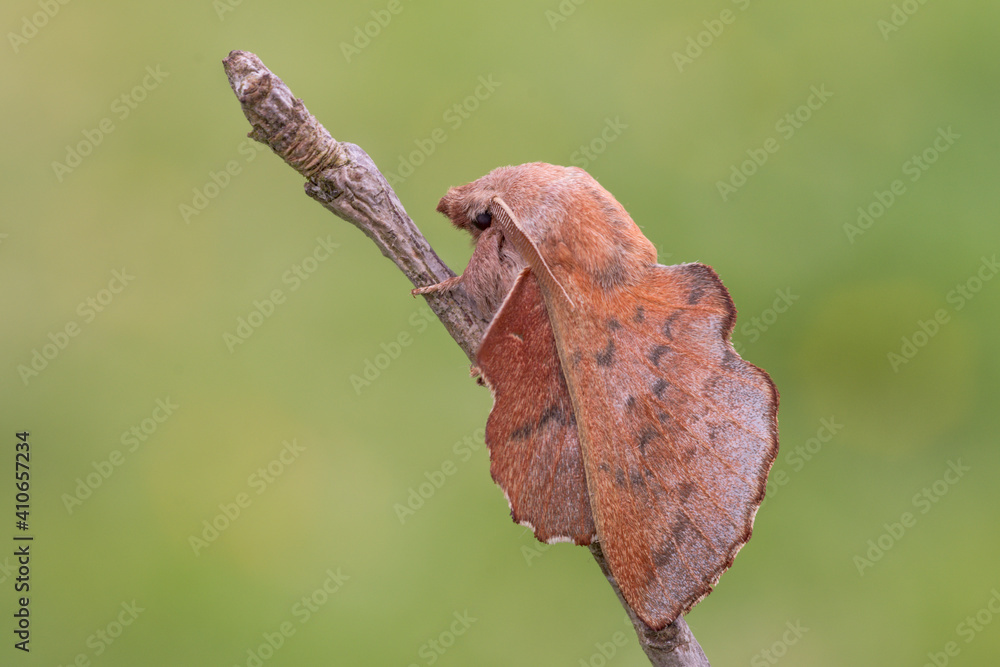 Phyllodesma tremulifolium, farfalla notturna con la forma di una foglia, un vero spettacolo. Phyllodesma tremulifolium, farfalla notturna con la forma di una foglia, un vero spettacolo.