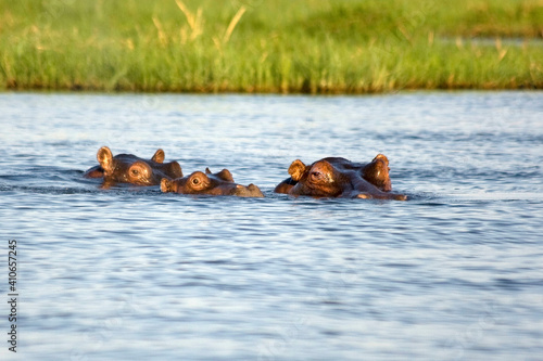 Flußpferd Familie im Wasser bei Afrika Safari