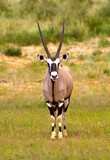 Antilope Oryx auf Afrika Safari