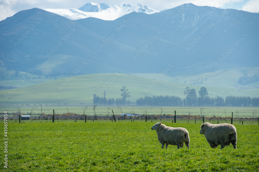 sheep and mountain
