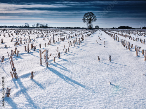 Schnee Landschaft Baum Maisfeld Winter Ostfriesland © Erich