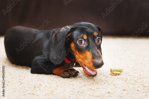 Portrait of cute dog dachshund with dried tasty treat snack in teeth. dog treats for brushing teeth.