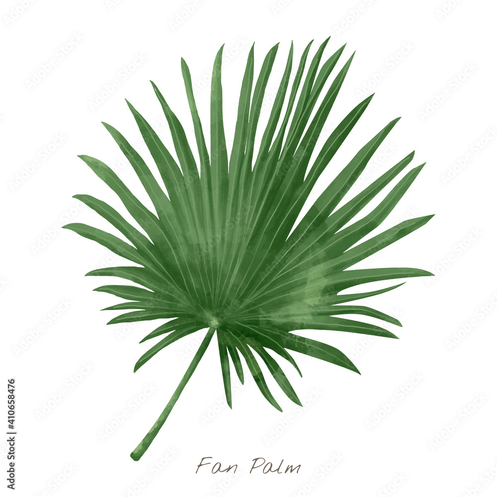 Fan palm leaf isolated on white background Fan palm leaf isolated on white background
