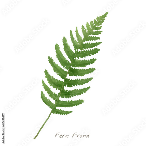 Fern frond leaf isolated on white background