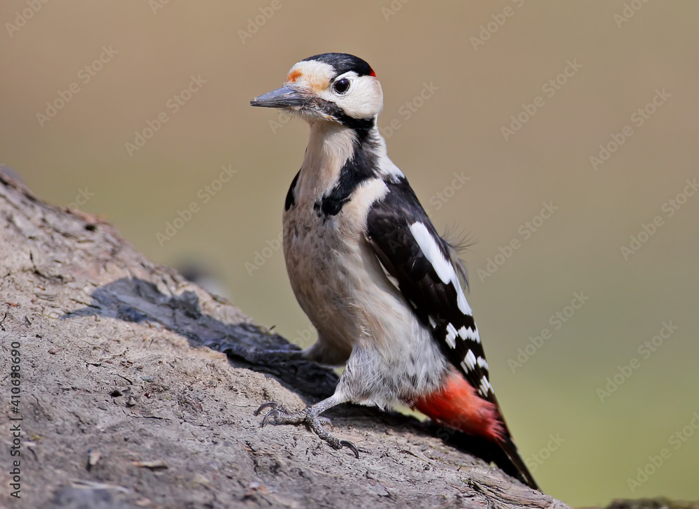 Obraz premium Close up portrait of Syrian woodpecker (Dendrocopos syriacus