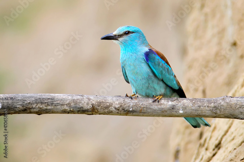 European roller on branch was filmed in Ukraine near Odessa. Beautiful bird with colorfull plumage