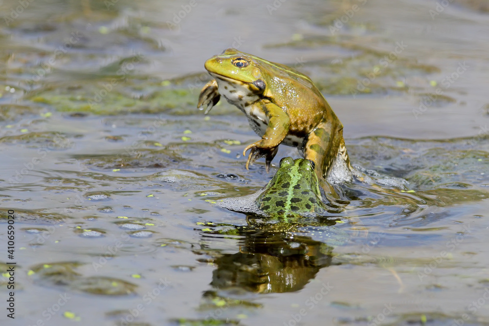 Mating behavior of pond frogs. Amazing angle and amazing mating scenes.